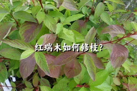 红瑞木如何修枝？