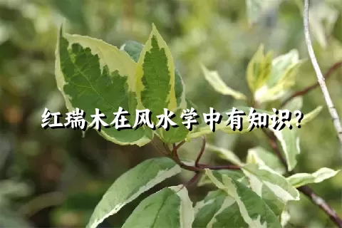 红瑞木在风水学中有知识？