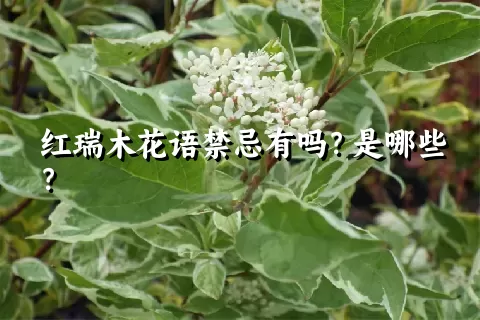 红瑞木花语禁忌有吗？是哪些？