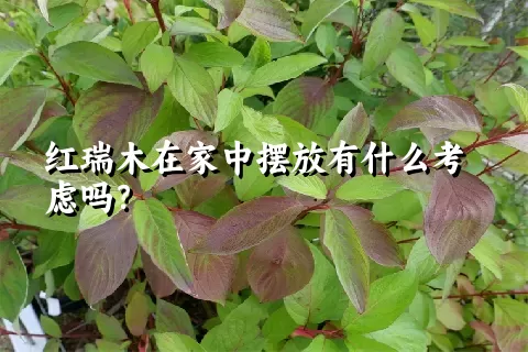 红瑞木在家中摆放有什么考虑吗？