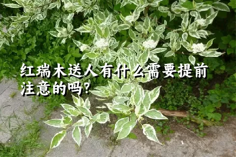 红瑞木送人有什么需要提前注意的吗？