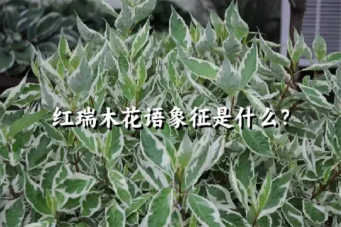 红瑞木花语象征是什么？