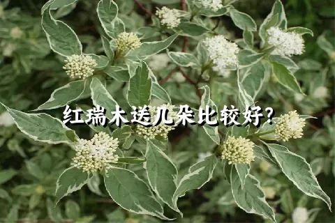 红瑞木送几朵比较好？