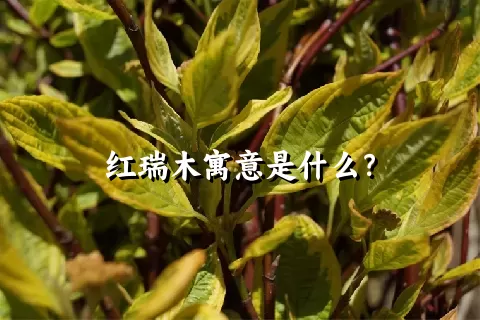 红瑞木寓意是什么？