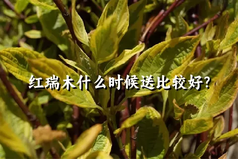 红瑞木什么时候送比较好？