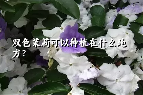 双色茉莉可以种植在什么地方？