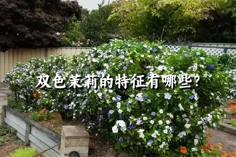双色茉莉的特征有哪些？