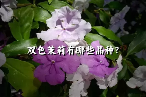 双色茉莉有哪些品种？