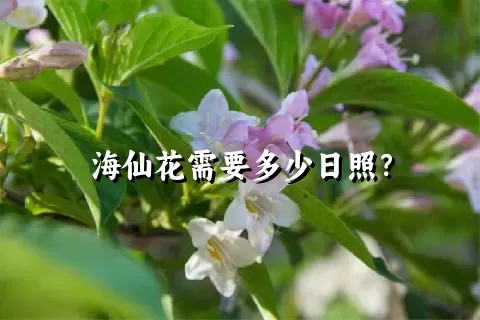 海仙花需要多少日照？