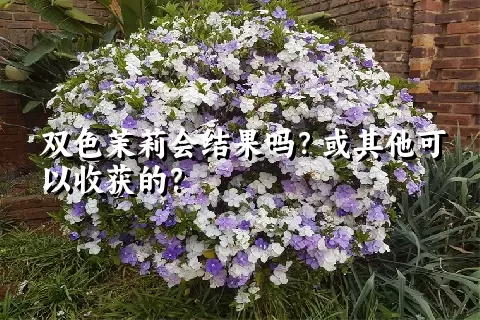 双色茉莉会结果吗？或其他可以收获的？