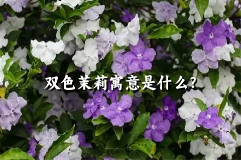 双色茉莉寓意是什么？
