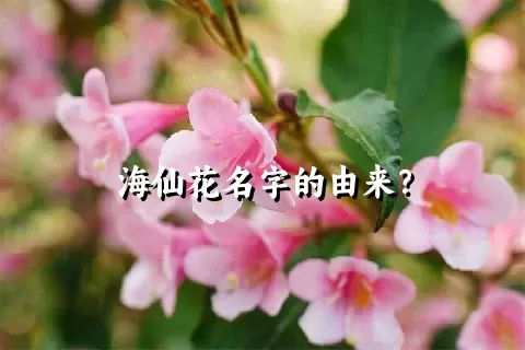 海仙花名字的由来？