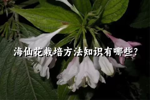 海仙花栽培方法知识有哪些？