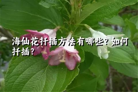 海仙花扦插方法有哪些？如何扦插？
