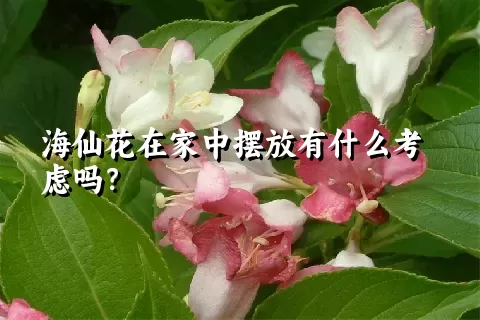 海仙花在家中摆放有什么考虑吗？