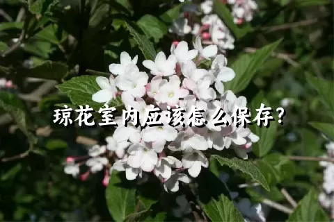 琼花室内应该怎么保存？