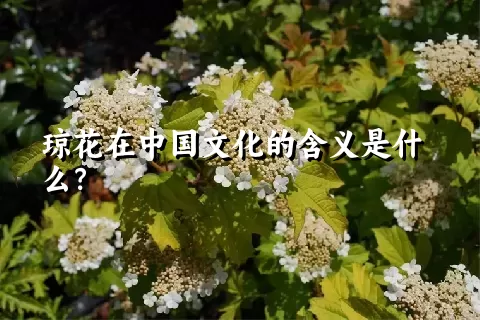 琼花在中国文化的含义是什么？