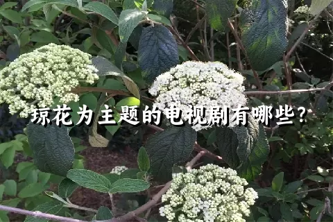 琼花为主题的电视剧有哪些？