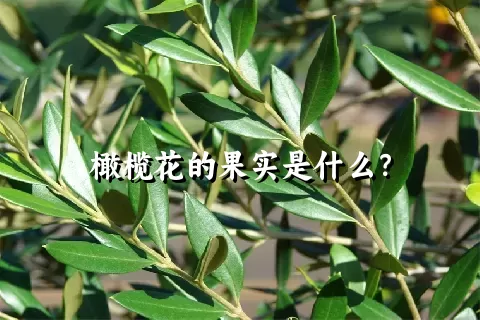 橄榄花的果实是什么？