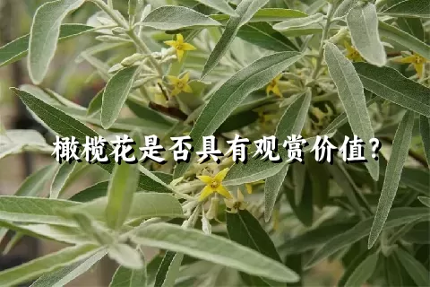 橄榄花是否具有观赏价值？