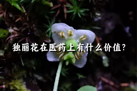 独丽花在医药上有什么价值？