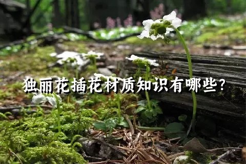 独丽花插花材质知识有哪些？