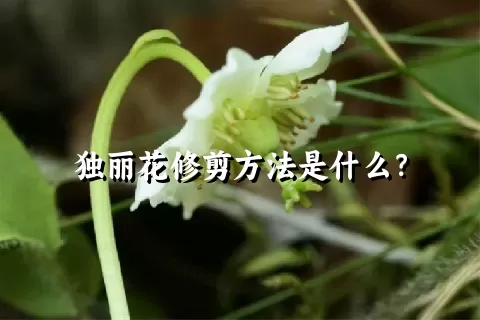 独丽花修剪方法是什么？