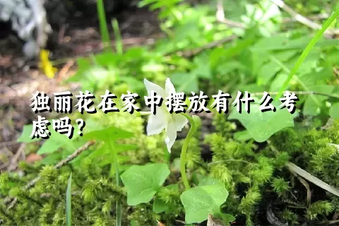 独丽花在家中摆放有什么考虑吗？