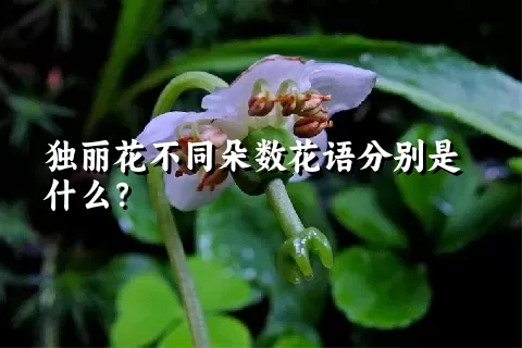 独丽花不同朵数花语分别是什么？
