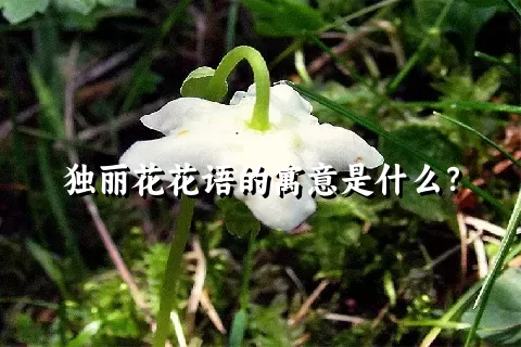独丽花花语的寓意是什么？