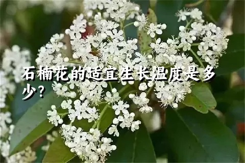 石楠花的适宜生长温度是多少？