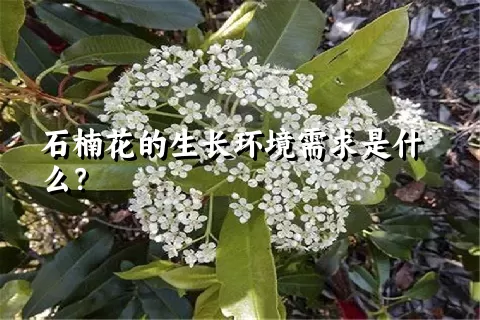 石楠花的生长环境需求是什么？