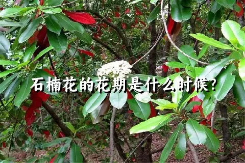 石楠花的花期是什么时候？