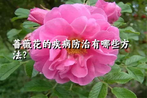 蔷薇花的疾病防治有哪些方法？