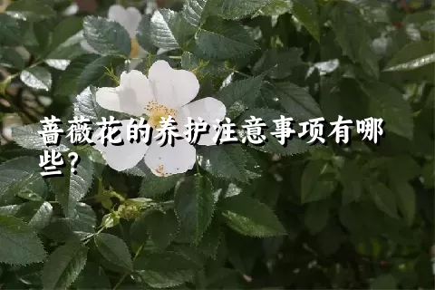 蔷薇花的养护注意事项有哪些？