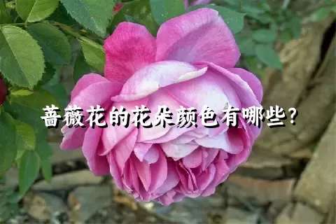 蔷薇花的花朵颜色有哪些？