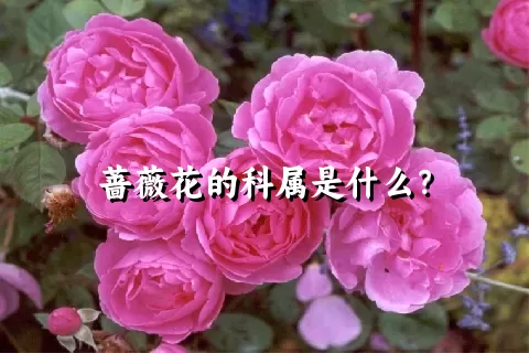 蔷薇花的科属是什么？