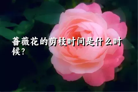 蔷薇花的剪枝时间是什么时候？
