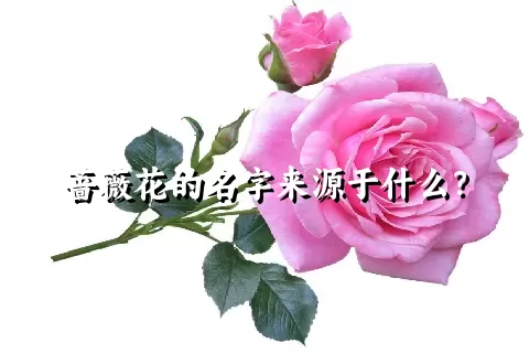 蔷薇花的名字来源于什么？
