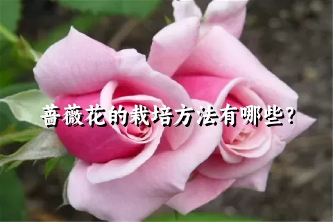 蔷薇花的栽培方法有哪些？