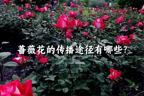 蔷薇花的传播途径有哪些？