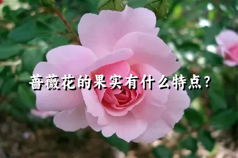蔷薇花的果实有什么特点？