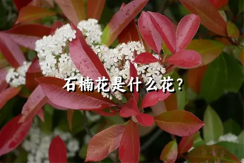 石楠花是什么花？