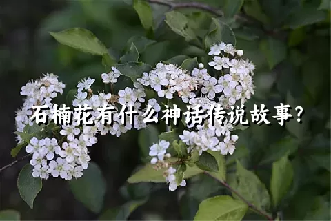 石楠花有什么神话传说故事？