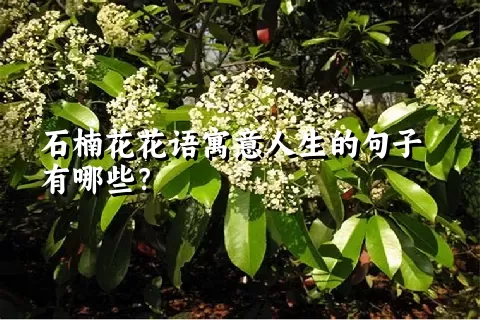 石楠花花语寓意人生的句子有哪些？