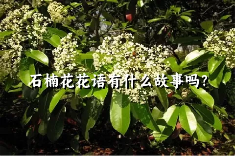 石楠花花语有什么故事吗？