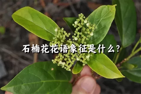 石楠花花语象征是什么？