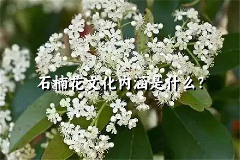 石楠花文化内涵是什么？