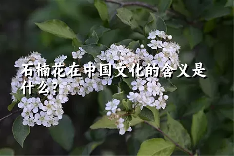 石楠花在中国文化的含义是什么？