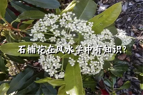 石楠花在风水学中有知识？